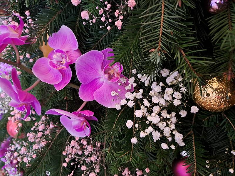 Studenti floristiky Mendelovy univerzity v Brně vyzdobili Rybniční zámeček v Lednici originálními vánočními dekoracemi. K vidění budou po celý víkend.