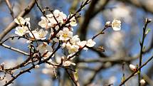 Něžnou krásu bílých a narůžovělých květů mandloní, které jsou tradičními prvními posly jara, mohou milovníci přírody obdivovat v Hustopečích.