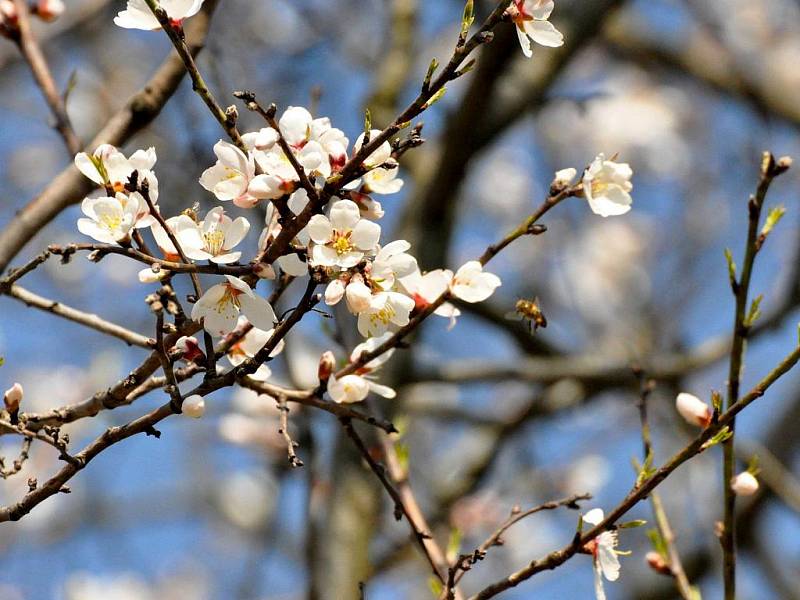 Něžnou krásu bílých a narůžovělých květů mandloní, které jsou tradičními prvními posly jara, mohou milovníci přírody obdivovat v Hustopečích.