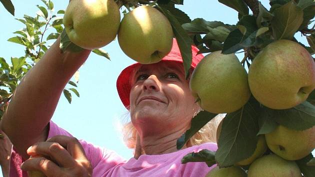 Pěstitelé letos očekávají průměrnou úrodu jablek. Naříkají ale kvůli nízkým výkupním cenám moštových jablek.