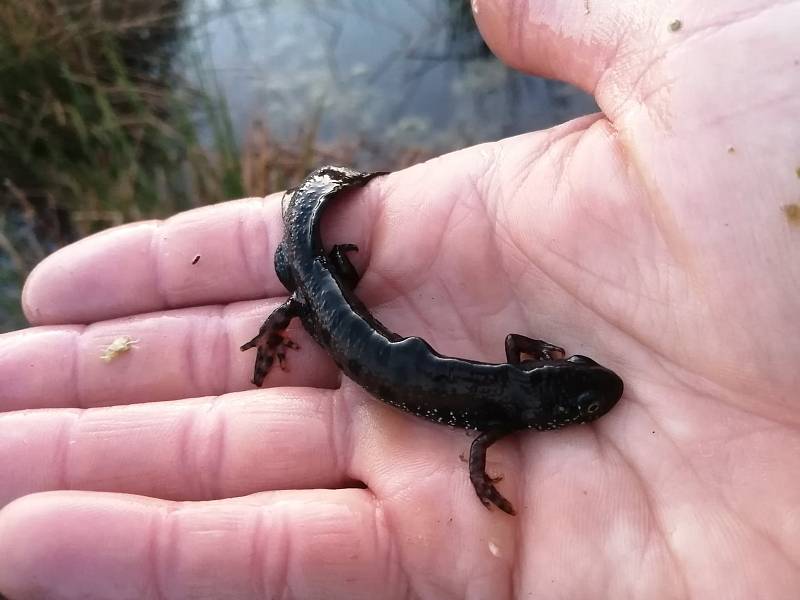 Od Břeclavi k Hodonínu v lokalitě Soutok - Podluží sledují přírodovědci výskyt čolka dunajského a dalších obojživelníků. Samec čolka dunajského.