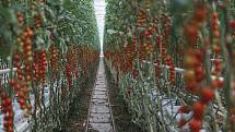 Výhradně tuzemská výroba bez pesticidů přímo na pulty prodejen. Pěstitele zeleniny z Čerstvě utrženo ale ničí vysoké ceny energií.