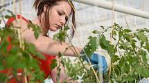 Ve skleníku u Velkých Němčic začali se sázením prvních rostlin rajčat.