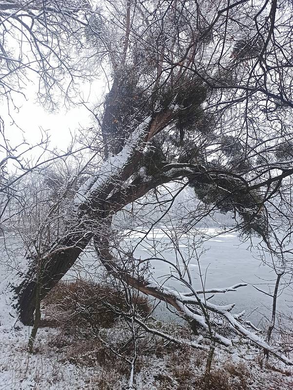 Procházka sněhovou nadílkou u Pohanska.