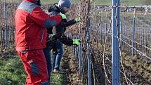 Výčepní, servírky, číšníci či kuchaři ze sítě restaurací Hospodska z Prahy a Plzně dorazili na brigádu do Valtic, kde pomáhají s prací ve vinohradech tamnímu Vinařství Obelisk.