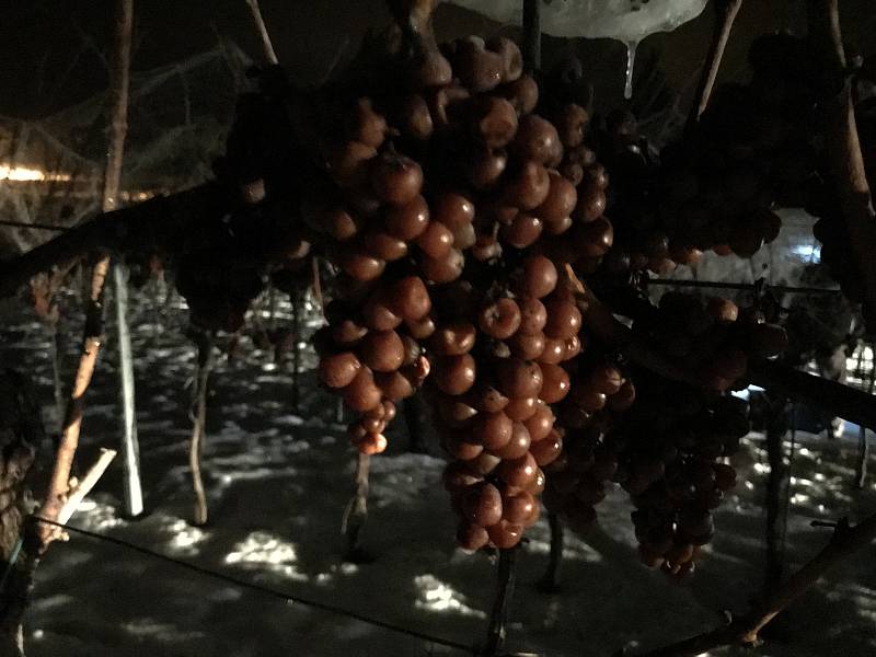 Pracovníci vinařství Pavlovín v pondělí posbírali hrozny na ledové víno.