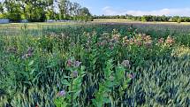 Klejicha hedvábná je původně severoamerická jedovatá bylina, která se začíná šířit moravskou krajinou.
