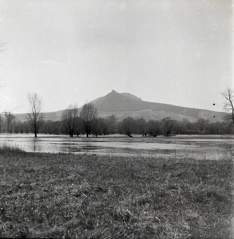 Než přišla přehrada. Pohled na Děvičky od Strachotína, v popředí lužní les s rozlitou Dyjí. Foto Miloslav Zbořil, 1964