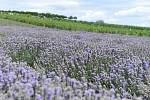 Levandulová farma ve Starovičkách na Břeclavsku.