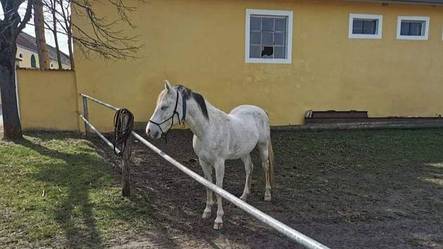 Koně, který utekl z Jevišovky, nalezli v rakouském Laa.