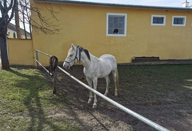 Koně, který utekl z Jevišovky, nalezli v rakouském Laa.