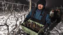 Pracovníci z vinařství Château Valtice sbírali v sobotu brzy ráno hrozny na výrobu ledového vína ve vinohradu v Dolních Dunajovicích.