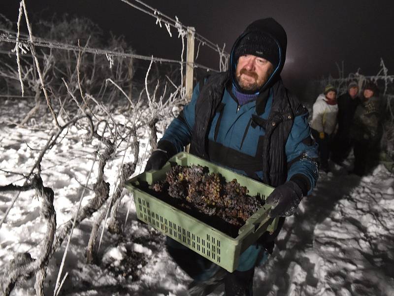 Pracovníci z vinařství Château Valtice sbírali v sobotu brzy ráno hrozny na výrobu ledového vína ve vinohradu v Dolních Dunajovicích.