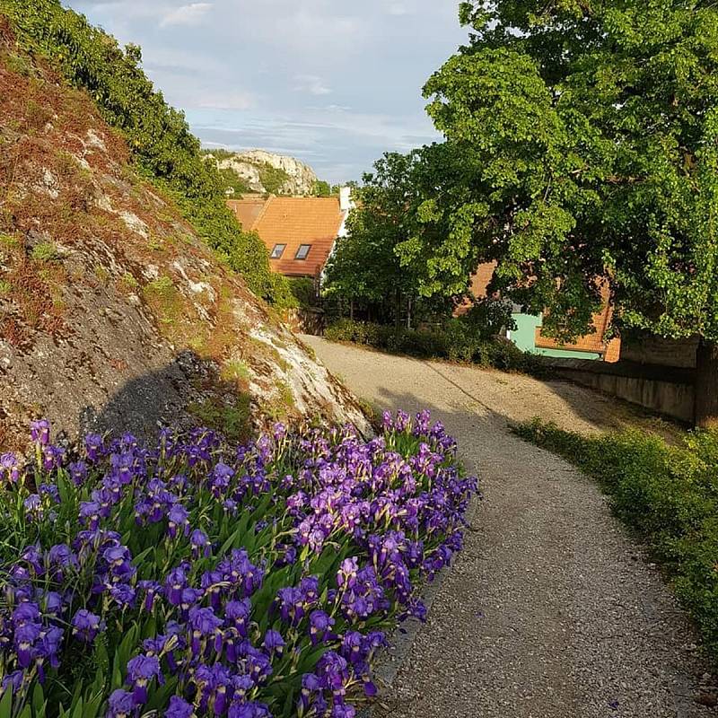 Na krásná místa se rádi vracíme. Mikulov je pro mnohé obyvatele i návštěvníky srdeční záležitostí.