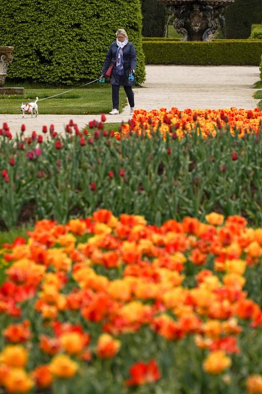 Tulipánová nádhera i letos zdobí zámecký park v Lednici na Břeclavsku.