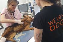 Zuboženou psí smečku z chovu na Znojemsku zachránili veterináři, ujali se jí záchranáři z Lanžhota.