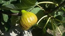 Plody fíkovníků na Znojemsku si svou sladkostí nezadají s těmi, které rostou v Chorvatsku.