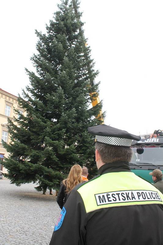 Čtrnáctimetrová jedle z lesa u Ctidružic stojí na Horním náměstí ve Znojmě. 1. listopadu se slavnostně rozsvítí pro dokreslení vánoční atmosféry.