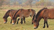 Díky divokým exmoorským pony rozkvetly v Podyjí louky, teď se připravují na zimu. Letos přivedli na svět čtyři hříbata. Šest klisen přestěhují do Milovic v Čechách.