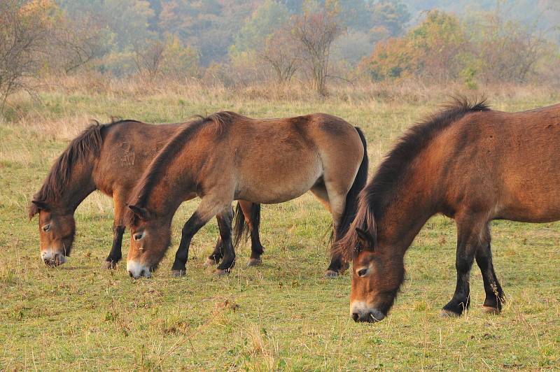 Díky divokým exmoorským pony rozkvetly v Podyjí louky, teď se připravují na zimu. Letos přivedli na svět čtyři hříbata. Šest klisen přestěhují do Milovic v Čechách.