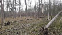Voskovička jsanová zničila na Znojemsku tři procenta lesů. Nejvíc ejsou zasažené jasanové porosty u Lechovi.