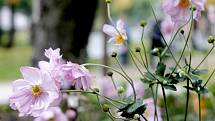 Okolí kašny v Dolním parku ve Znojmě má novou parkovou úpravu. Některé rostliny ještě v polovině října kvetou.