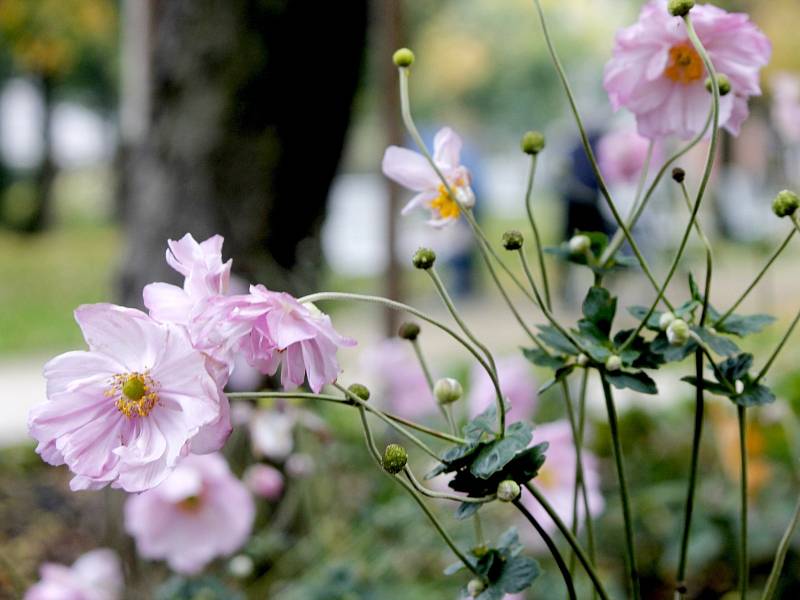 Okolí kašny v Dolním parku ve Znojmě má novou parkovou úpravu. Některé rostliny ještě v polovině října kvetou.