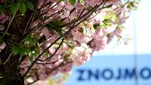 Ulici 17. listopadu ve Znojmě lemují na jaře kvetoucí sakury.