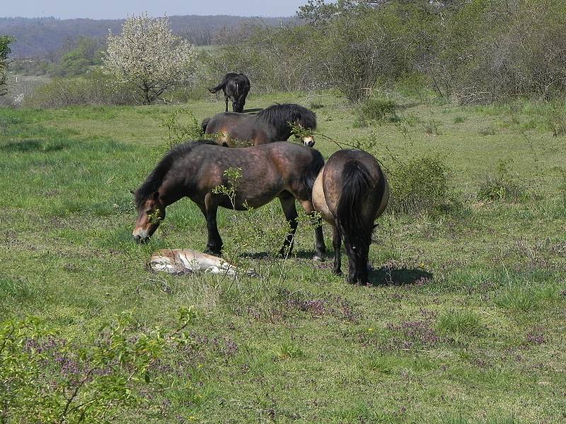 Díky divokým exmoorským pony rozkvetly v Podyjí louky, teď se připravují na zimu. Letos přivedli na svět čtyři hříbata. Šest klisen přestěhují do Milovic v Čechách.