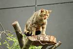 Dvě šestitýdenní koťata vzácné kočky divoké mohou lidé obdivovat ve výběhu návštěvnického centra rakouského Nationalparku Thayatal u Hardeggu. 