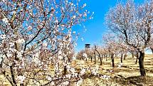 Letošní mandloňové sady v Hustopečích v květu. Ilustrační foto