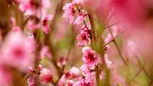 V sadech u Těšetich kvetou růžovými květy broskvoně a bíle meruňky.
