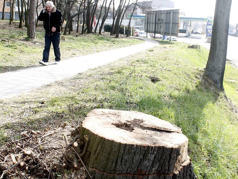 Pracovníci Městské zeleně Znojmo čistí lesík Pod Soudním vrchem, ošetřují také stromky na Komenského náměstí ve Znojmě.