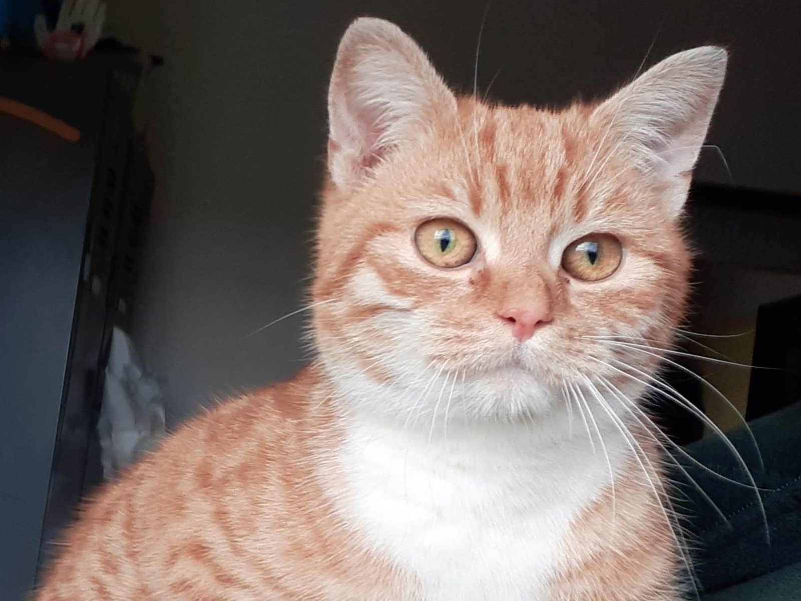 Opuštěné kočky našly nový domov: díky hlasování se opravil útulek v  Načeraticích - Znojemský deník