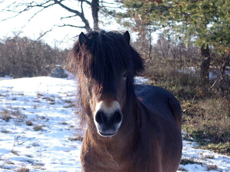 Mezi Havraníky a Hnanicemi a u Mašovic si úspěšně zvykají malá stáda exmoorských poníků.