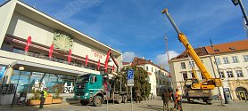 Masarykovo náměstí ve Znojmě už má svůj vánoční strom. Je to smrk ztepilý a darovali ho manželé Janků ze Znojma.