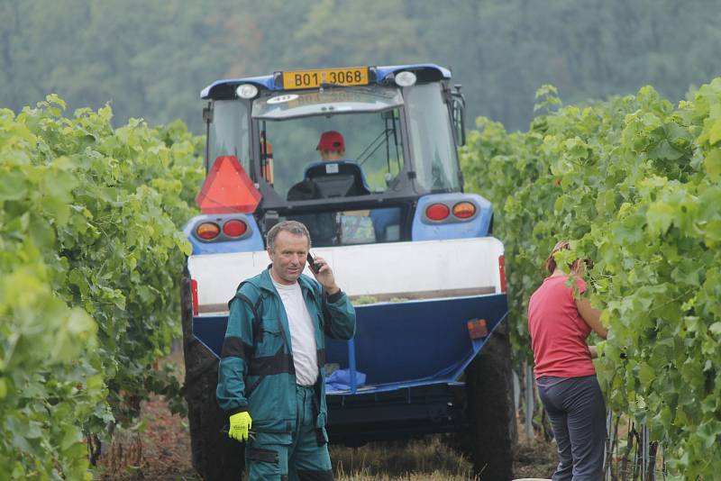 Pět set kilogramů hroznů odrůdy Solaris sklidil 17. srpna 2015 vinař Pavel Matouš z Olbramovic. Připraví z něj burčák.