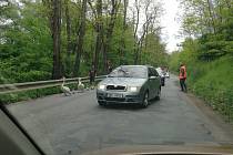 K rybníku po frekventované silnici se vydala labutí rodinka u Moravského Krumlova. Řidiči zareagovali obdivuhodně.