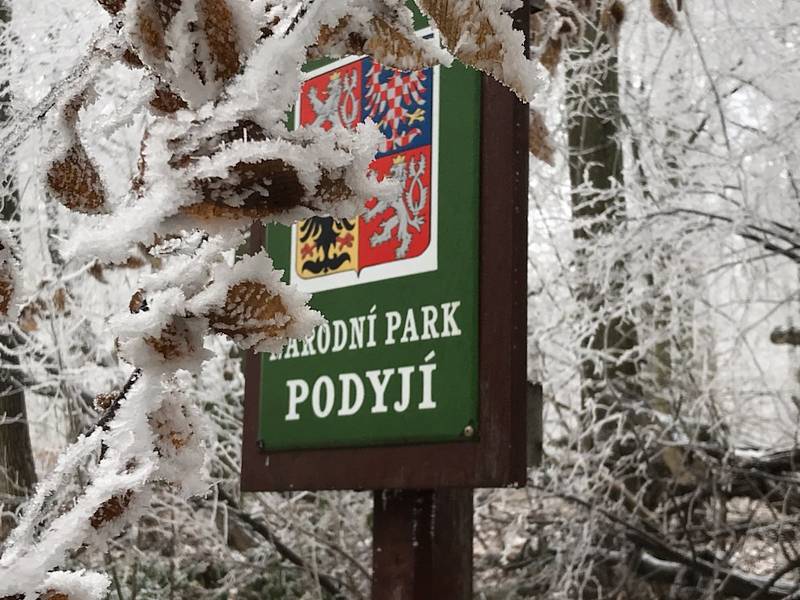 Dříve téměř bez lidí dnes davy turistů. Národní park Podyjí na Znojemsku navštěvují v době Covidu lidé i v zimě.