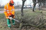 Silničáři začali s obnovou stromořadí u silnice druhé třídy číslo 408 v úseku mezi Suchohrdly a Hevlínem.