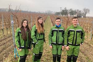 Studenti ze střední školy Dvořákova ve Znojmě soutěžili v řezu révy ve Valticích.