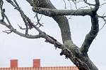 Silná suchá větev staré třešně ohrožuje chodce včetně školáků u Základní školy Pražská ve Znojmě.