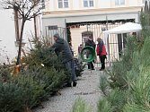 Až do Štědrého dne nabízejí zákazníkům prodejci v regionu vánoční stromky.