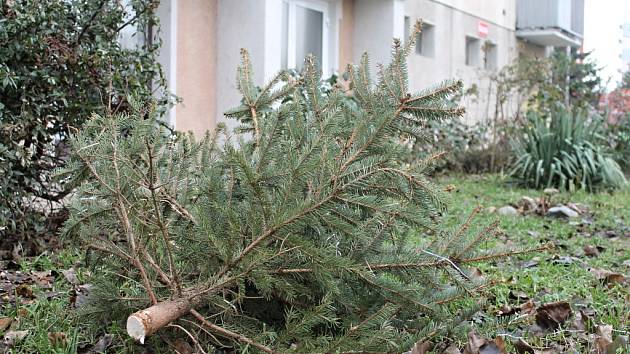 Vánoční stromky již opouští teplo domovů řady Znojemských a končí na ulici. Lidé by je ale neměli nechávat pohozené před domy, ale dávaj je ke kontejnerům, odkud je pracovníci úklidové firmy odvezou.