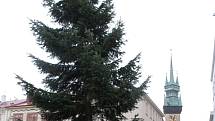 Krátce po pondělním poledni přivezli lesníci na znojemské Horní náměstí nový vánoční strom, jedli z Oleksovic.