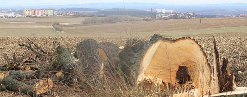 U silnic první třídy na Znojemsku kácí specializovaná firma stromy. Mají je nahradit nové.