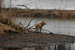 Liška obecná – Široce rozšířená psovitá šelma. Narazit na ni můžete v lese. Často vyráží i na pole a do  blízkosti lidských obydlí.