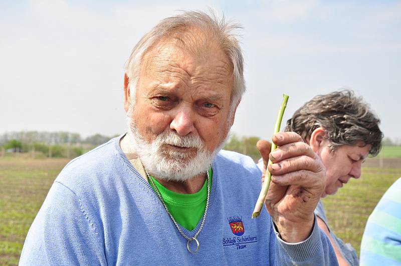 Chřest, lidově také špargl. V Hraběticích na Znojemsku začali se sklizní zeleného chřestu. Na snímku Jaroslav Bárta