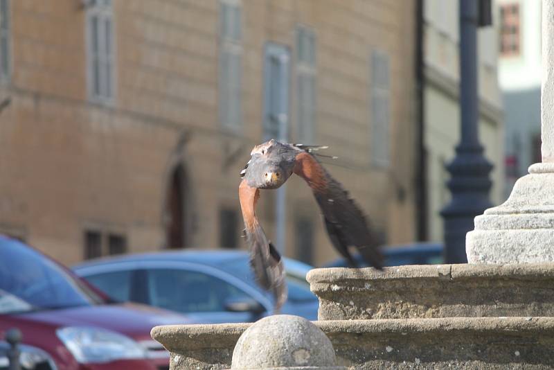 Dravec „Zorro“ sokolníka Františka Miroše je teď postrachem holubů v centru Znojma.