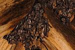 – Část kolonie netopýrů velkých na půdě starého zámku v Jevišovicích. Je to největší známá netopýří kolonie na Znojemsku, v pozdním létě někdy počet jedinců překračuje i tisíc kusů.